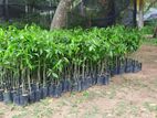 Agarwood Plants