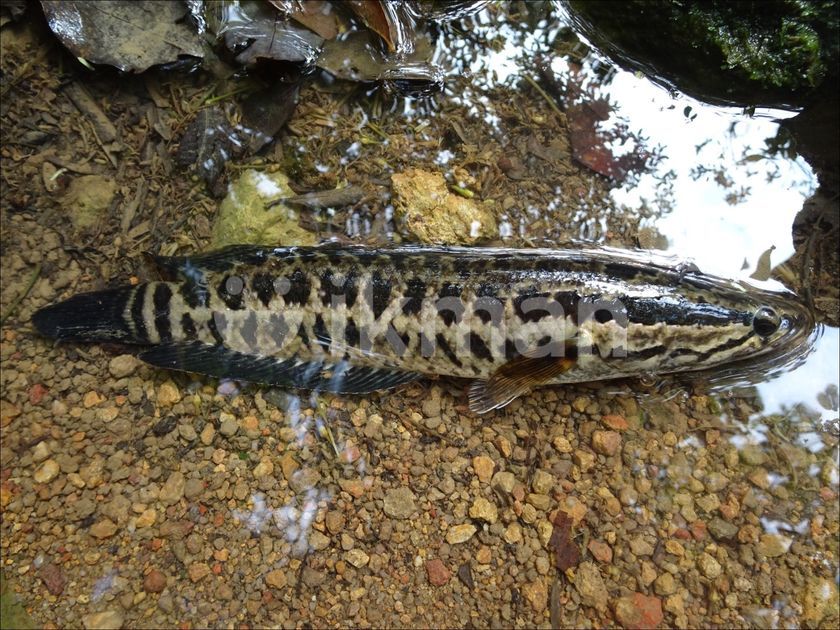 Agas Fish for Sale in Angoda | ikman