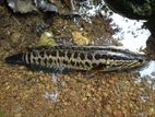 Agas Fish