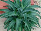 Agave Plants