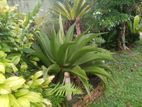 Agave Plants