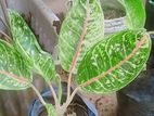 Aglaonema