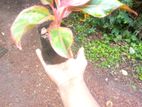 Aglaonema Plant