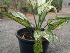 Aglaonema Plant