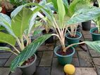 aglonima plants