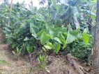 අගනා ඉඩමක් විකිණීමට හොරණ