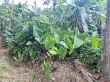 අගනා ඉඩමක් විකිණීමට හොරණ