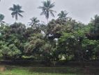 agricultural and Residential purposes Land for sale in meegoda