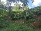 Agricultural/ Cultivation Land for SALE in Yatiyanthota Sri Lanka