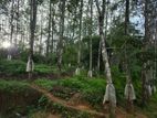 Agricultural Land for Long-Term Lease Kannatota, Kegalle