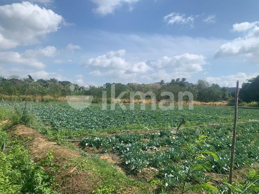 Agricultural Land for Sale Dambulla ikman