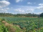 agricultural land for sale Dambulla
