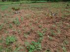 Agricultural Land for Sale