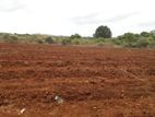Agricultural Land for Sale Hambanthota