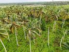 Agricultural Land for Sale in Bopitiya