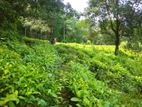 Agricultural Land for Sale – Kalawana