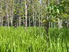 agricultural land