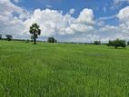 Agricultural Land for Sale - Nelukkulam