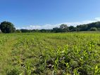 Agricultural Land for Sale – Tangalle (EM1401)