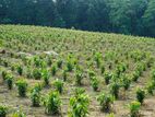 Agriculture Cinnamon Land For Sale in Horana Madurawala