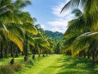 Agriculture Farm Land for Sale in Kurunegala