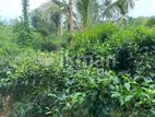 Agriculture Land for Sale In Kosgama