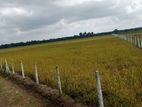 Agriculture Land Puthumuripu