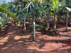 Agro Farm with Greenhouse for Sale Kurunagala