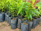 Agrwood Plants