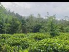 ☆ Ahaliyagoda Agricultural Land for Sale ( RS - 492)
