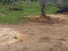 Ahangama : 220P Coconut Land for sale in Kathaluwa