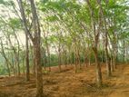 අහංගම සංචාරක කලාපයට ආසන්නව