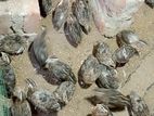 Quail Chicks