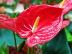 Anthurium Plant