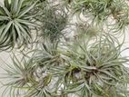 Airplant