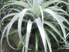 Airplant