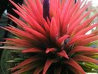 Airplant