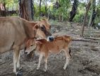 Milk Cows