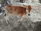 Farm Cows