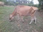 Farm Cow