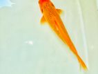 Akamatsuba Koi Fish