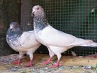 Pakistan Pigeons