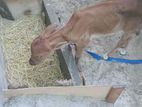 Farm Cow