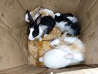 Akkaraipattu Rabbits