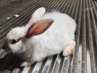 Angora rabbit