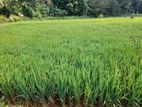 අක්කර 03 කුබුරු යායක් විකිනීමට ඌරපොල
