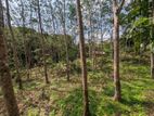 අක්කර 1 ක රබර් ඉඩමක් විකිණීමට Kegalle
