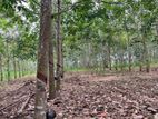 අක්කර 10ක රබර් ඉඩමක් විකිණීමට – සින්නක්කර ඔප්පු