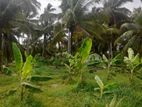අක්කර 5 ½ ක පොල් ඉඩමක් විකිණීමට - Werapokuna
