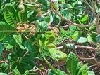 අක්කර 6 ක‍ ඉඩම විකිණීම - Wanathavillu